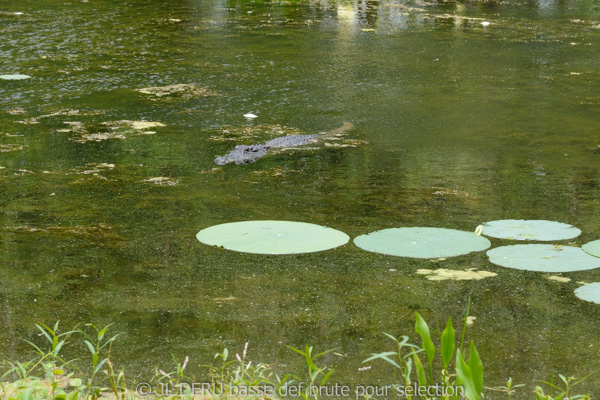 Brazos Bend State Park, TX, USA